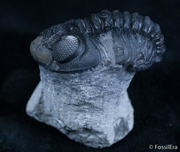 Bargain Phacops Trilobite From Morocco #2069
